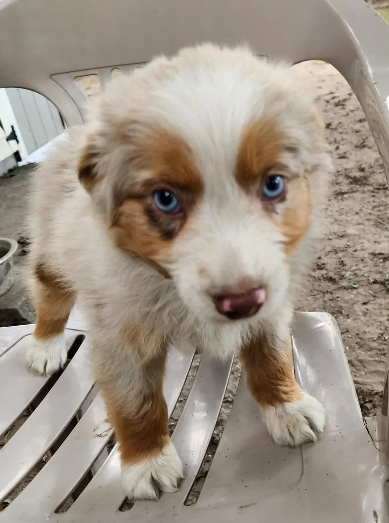 A baby small-sized male Australian Shepherd dog named Storm for adoption in Liberty Center, OH