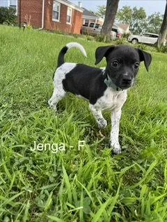 A baby medium-sized female Terrier dog named Jenga for adoption in Hillside, IL
