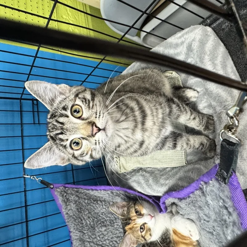 A young medium-sized female Torbie Domestic Short Hair cat named Durango for adoption in Louisville, KY