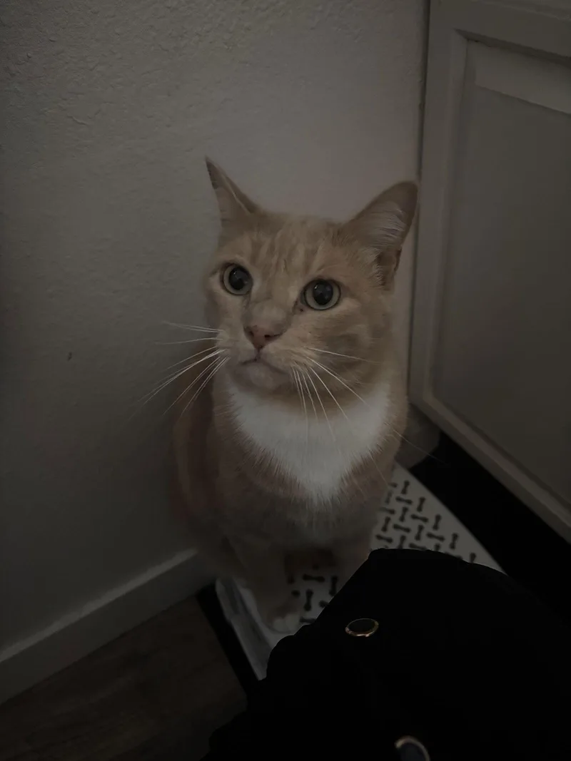 An adult medium-sized male Orange / Red Domestic Short Hair cat named Loki + Freya for adoption in Davis, CA