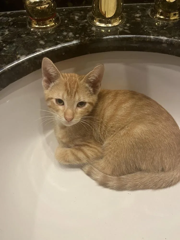 A baby small-sized male Orange & White American Shorthair cat named Chai for adoption in Tampa, FL