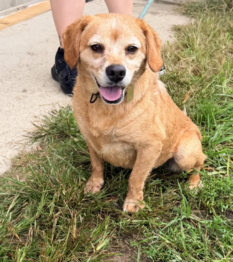 An adult medium-sized male Apricot / Beige Beagle dog named Harley for adoption in Logan, OH