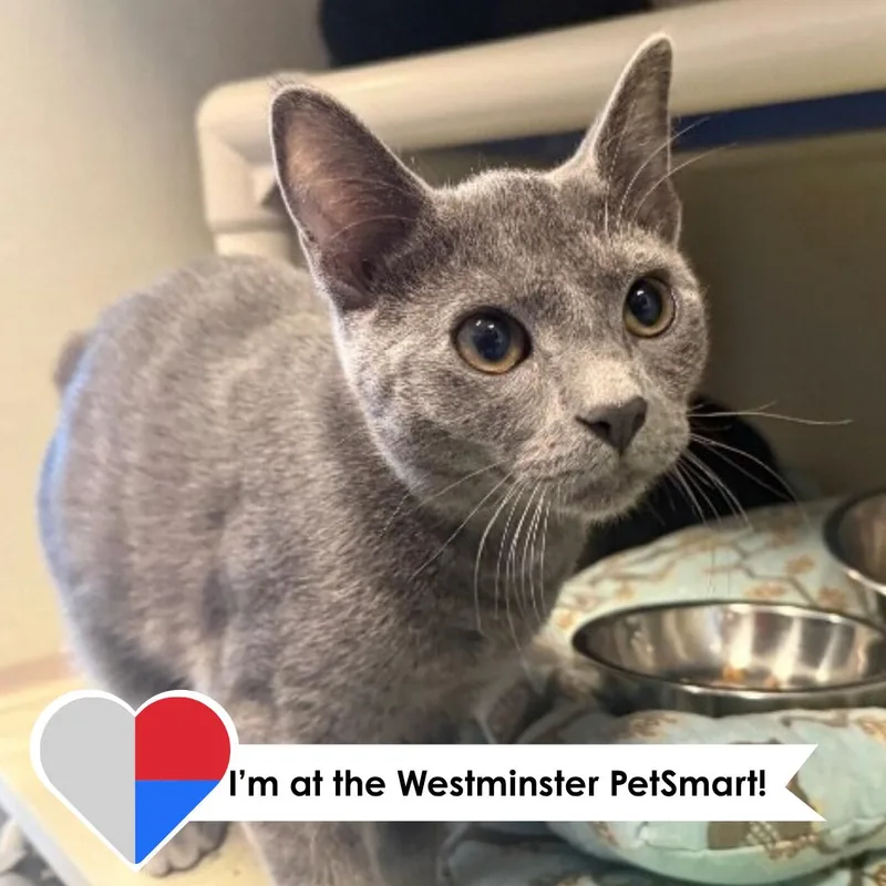 A young medium-sized male Gray / Blue / Silver Domestic Short Hair cat named Bodega for adoption in Fort Collins, CO
