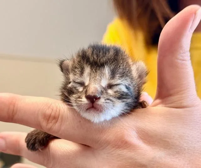A baby medium-sized female Tabby (Brown / Chocolate) Domestic Short Hair cat named Lilac for adoption in Winter Haven, FL