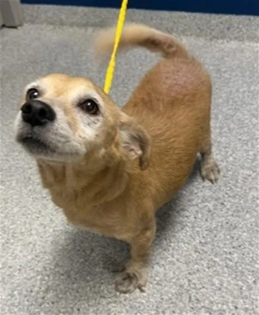 A senior small-sized male Chihuahua dog named Snow for adoption in Pasadena, TX