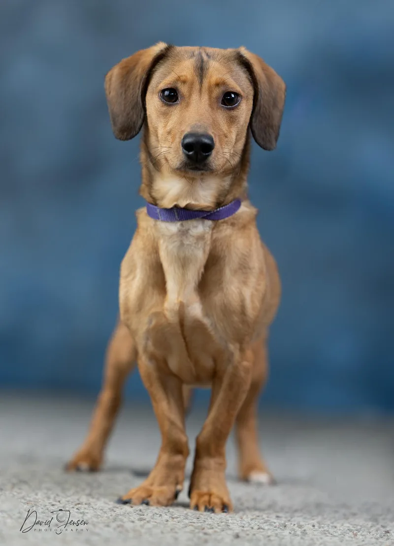 A young small-sized male Brown / Chocolate Dachshund dog named Oscar for adoption in Anchorage, AK