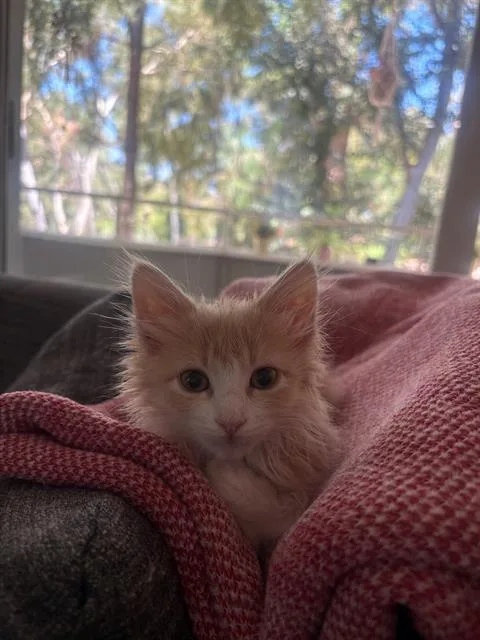 A baby small-sized female Domestic Medium Hair cat named Pearl for adoption in Tustin, CA