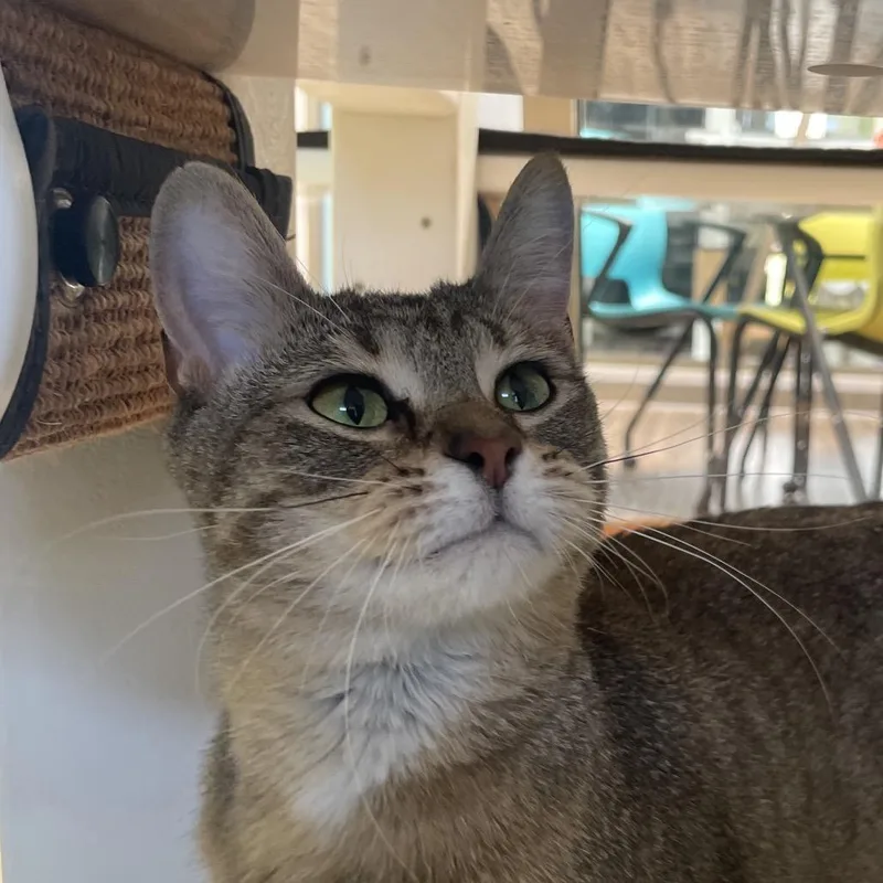 An adult medium-sized female Brown / Chocolate Domestic Short Hair cat named Nala for adoption in Chicago, IL