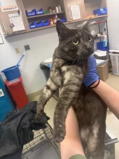 An adult medium-sized male Domestic Short Hair cat named Olaf for adoption in Washington, DC