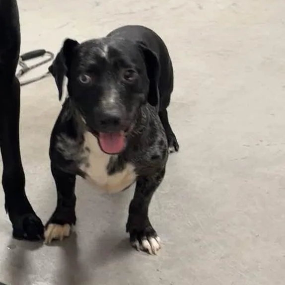 An adult medium-sized male Mixed Breed dog named Loki for adoption in Winston-Salem, NC