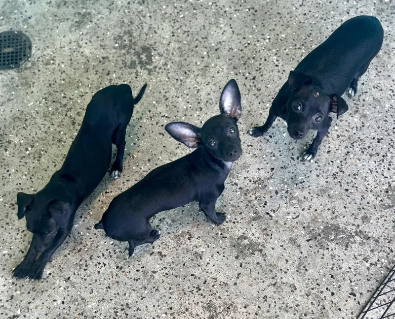 A baby small-sized female Chihuahua dog named Glimmer for adoption in Cape Coral, FL
