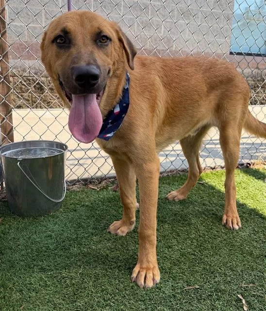 A young large-sized male Mixed Breed dog named Duke for adoption in Columbia, SC