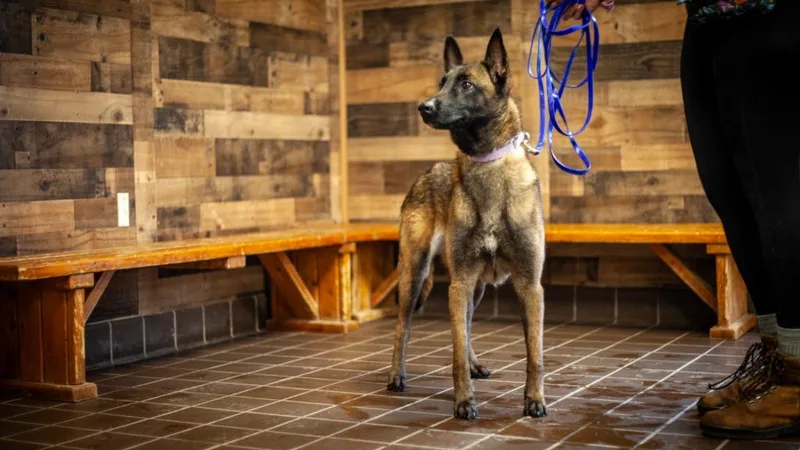 An adult medium-sized female Belgian Shepherd / Malinois dog named Waffles for adoption in Olean, NY