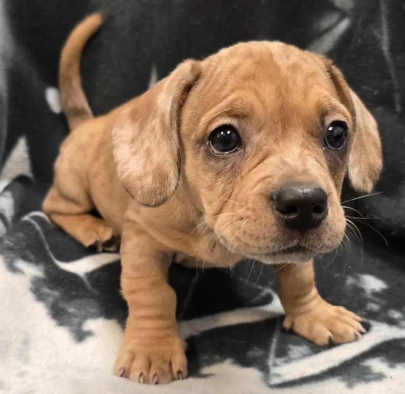 A baby small-sized female Pug dog named Lucy for adoption in Murphysboro, IL