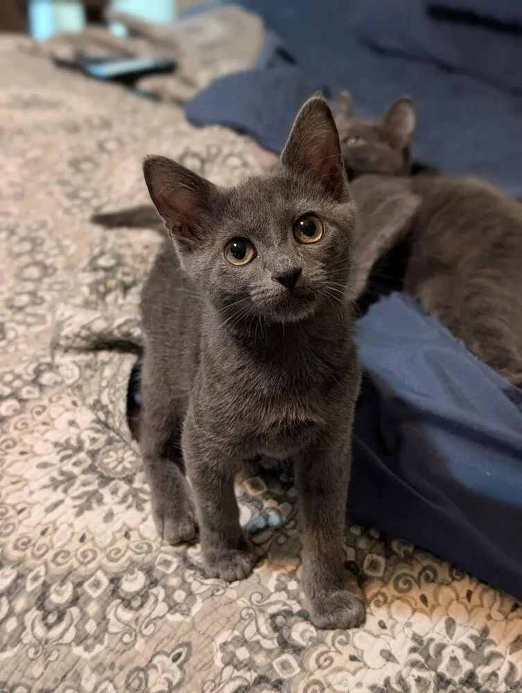 A baby small-sized male Domestic Short Hair cat named Smiling Jack NC for adoption in Dallas, TX
