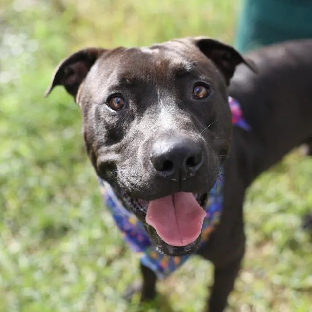 A young large-sized male American Staffordshire Terrier dog named Milo for adoption in San Antonio, TX