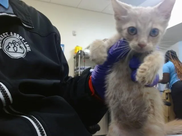 A baby small-sized female Domestic Short Hair cat named Nacho for adoption in Miami, FL