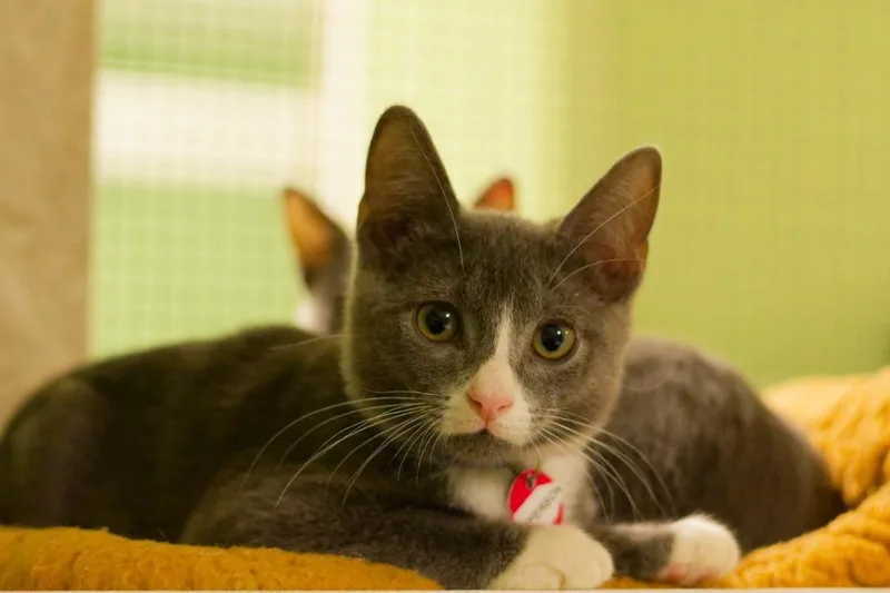 A baby medium-sized male Domestic Short Hair cat named Jefferson for adoption in Hot Springs, AR