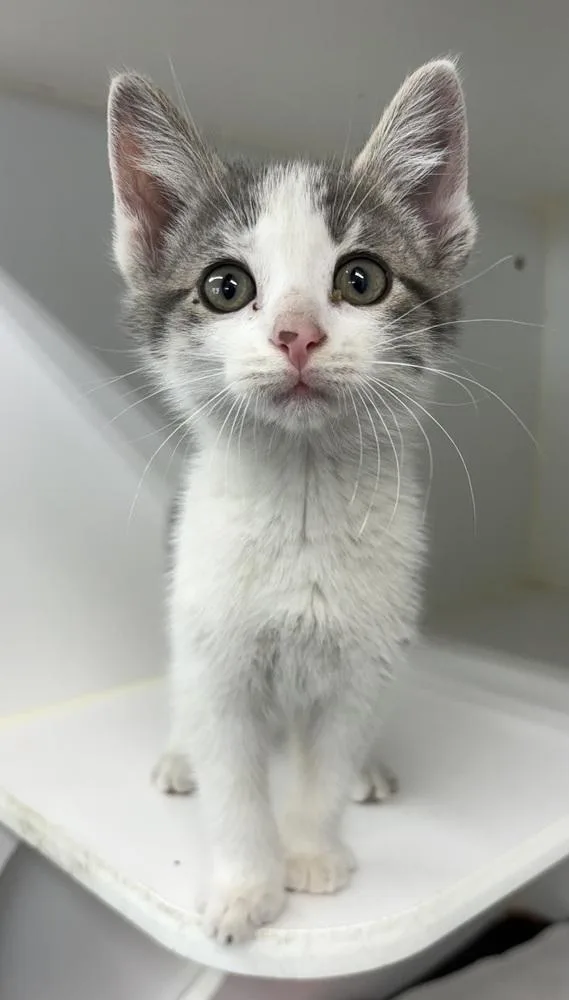A baby small-sized male Gray & White Domestic Short Hair cat named Petey for adoption in Rochester, IN