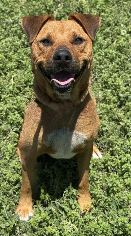 Elliott