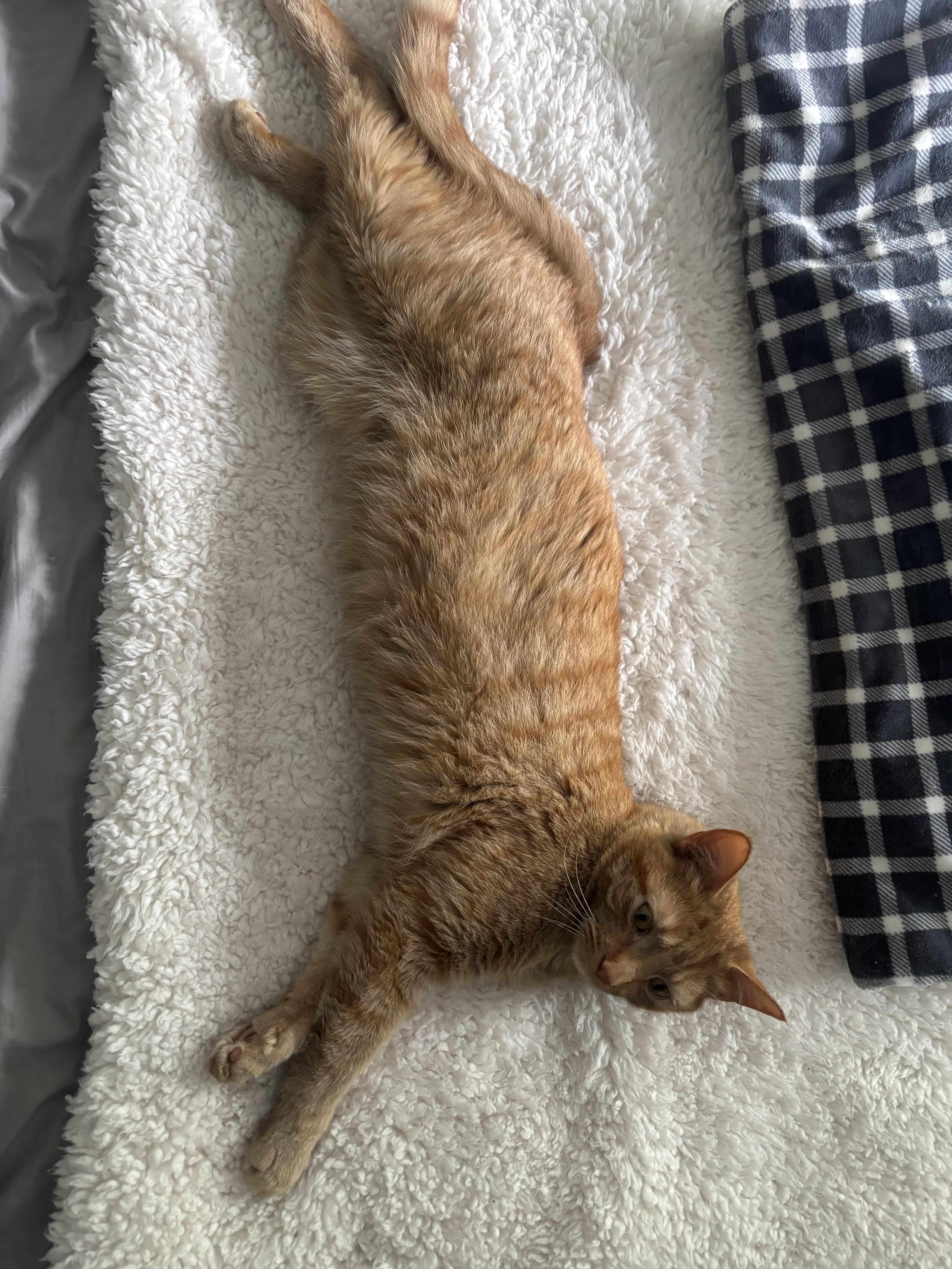 An adult medium-sized male Domestic Short Hair cat named Lawn Mower for adoption in Warminster, PA