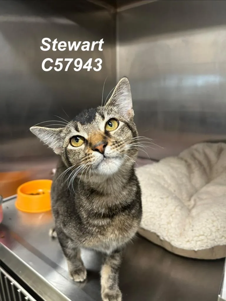 A young small-sized male Domestic Short Hair cat named Stewart for adoption in Clarksville, TN