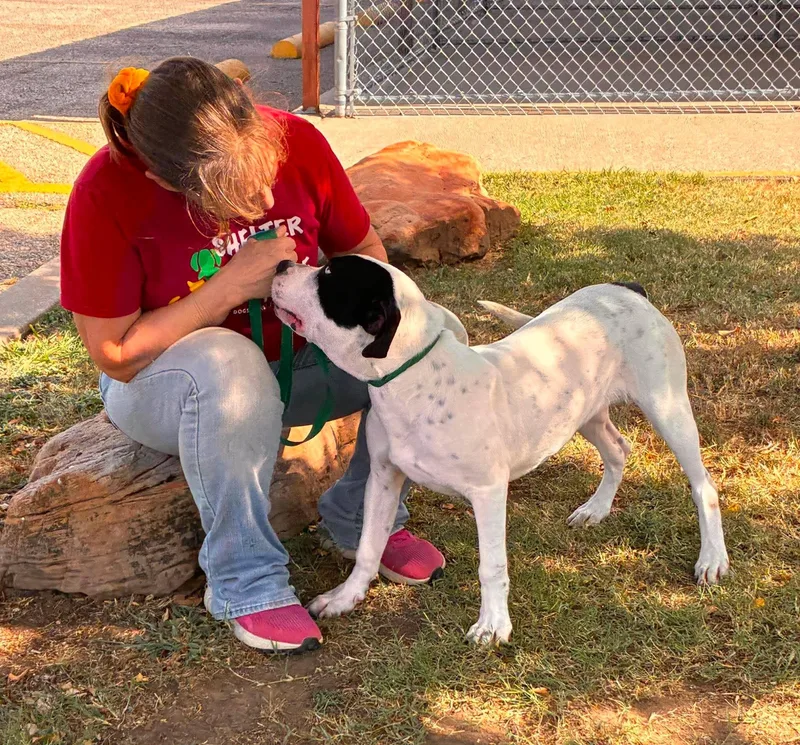 A young large-sized male Black Mixed Breed dog named Tubby CS for adoption in Columbia, MD