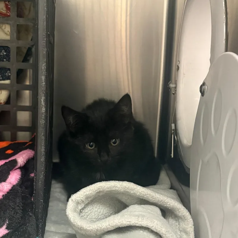 A baby small-sized female Domestic Short Hair cat named Cricket for adoption in Brockton, MA