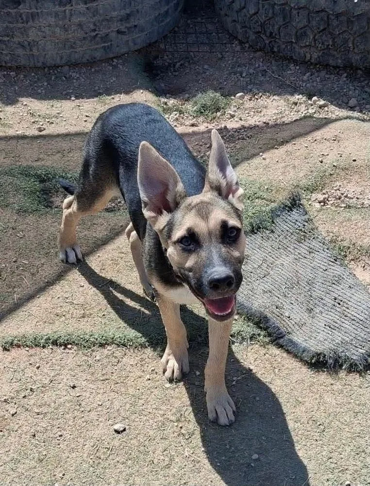 A baby large-sized male German Shepherd Dog dog named Atlas for adoption in Suamico, WI
