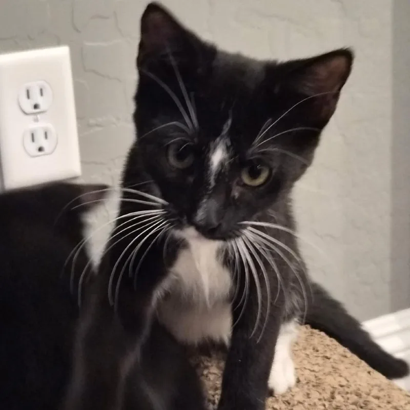 A baby small-sized male Black Domestic Short Hair cat named Speedy for adoption in Las Vegas, NV