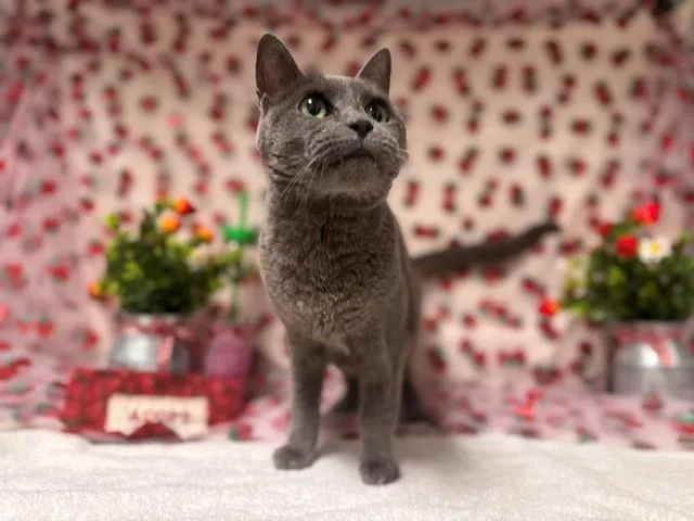 A senior medium-sized female Domestic Short Hair cat named Mama for adoption in Fairfield, CA