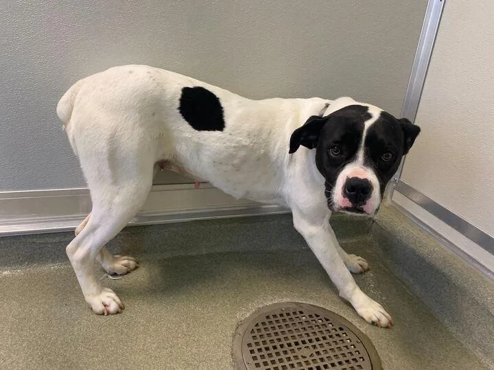 Walhalla thumbnail 2