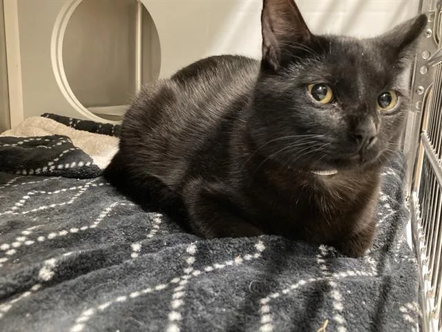 A young small-sized male Domestic Short Hair cat named Titus for adoption in Tustin, CA