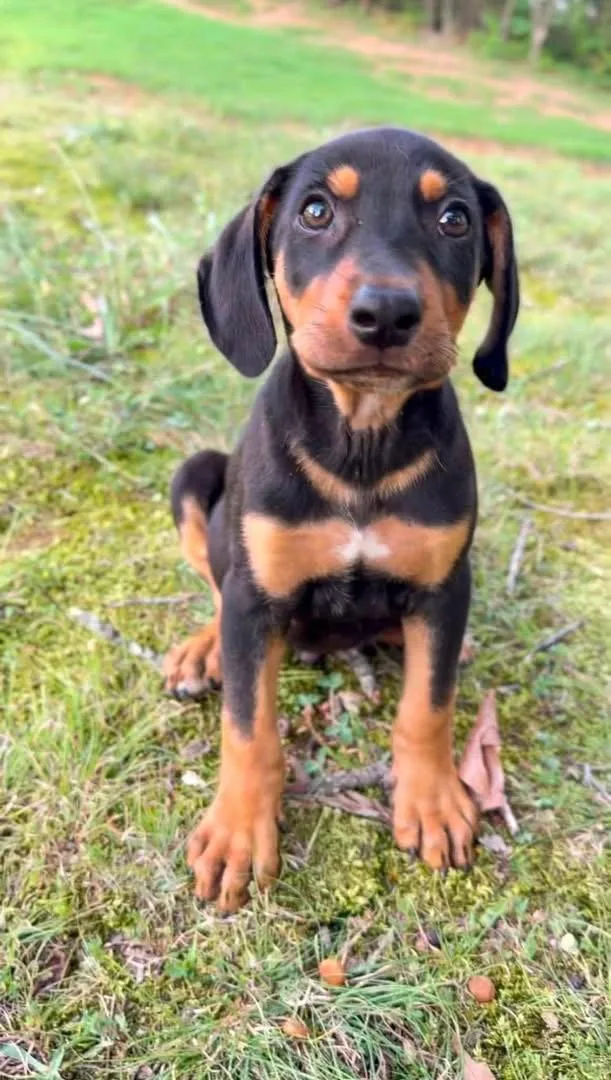 A baby medium-sized male Hound dog named Pringles for adoption in Germantown, OH