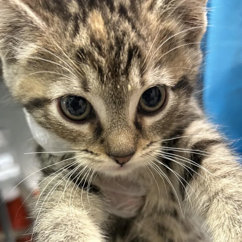 A baby small-sized female Brown / Chocolate Domestic Short Hair cat named Minky for adoption in Charleston, WV