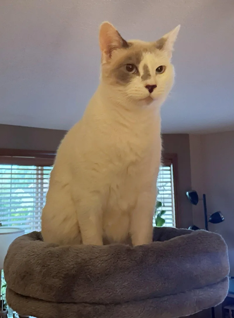 An adult medium-sized female Domestic Short Hair cat named SNOWBALL for adoption in Hillsboro, OR