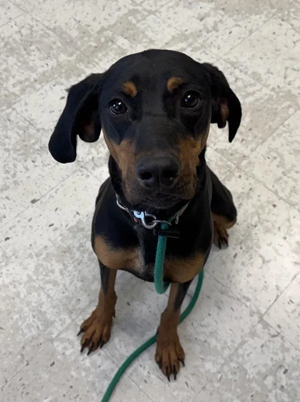 A young large-sized female Black and Tan Coonhound dog named Yodel for adoption in Salt Lake City, UT