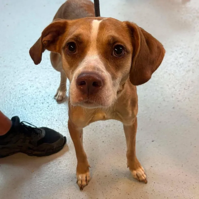 An adult medium-sized female Yellow / Tan / Blond / Fawn Mixed Breed dog named Jeepers Stray Hold for adoption in Huntington, WV