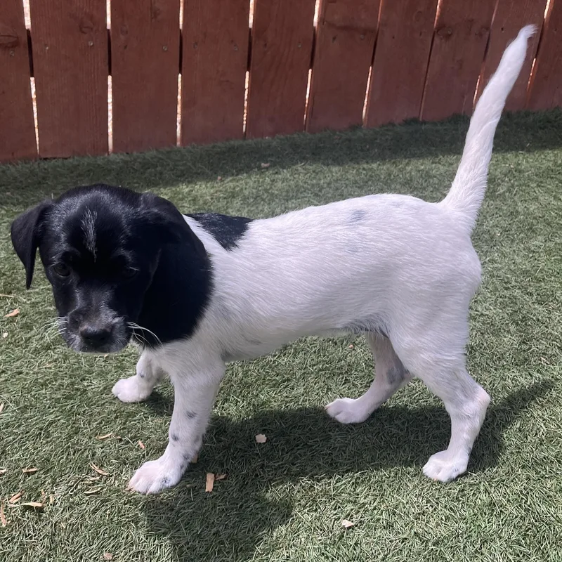 A baby small-sized male Terrier dog named Tucker Lee for adoption in El Cajon, CA