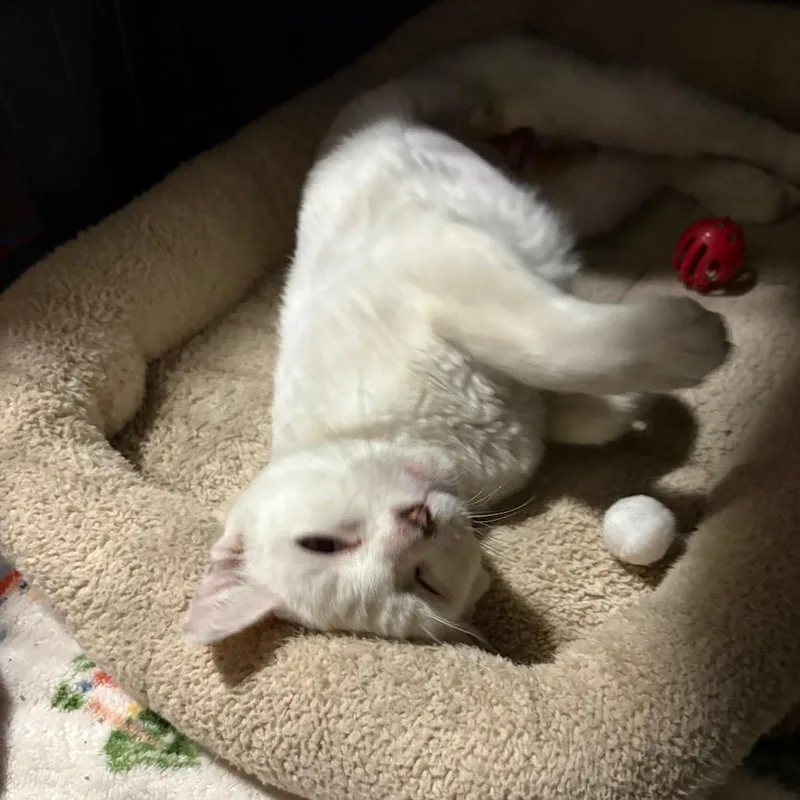 An adult medium-sized female White Domestic Short Hair cat named Raquelle for adoption in Las Vegas, NV