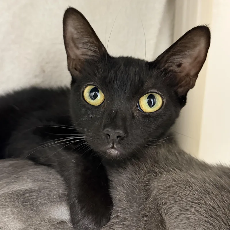 A young medium-sized female Black Domestic Short Hair cat named Merida for adoption in Cooperstown, NY
