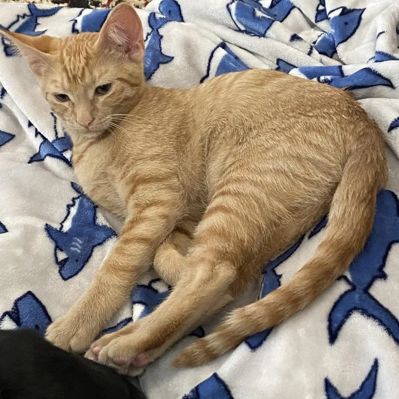 A baby small-sized female Orange / Red Domestic Short Hair cat named Princess Allura for adoption in Suisun City, CA