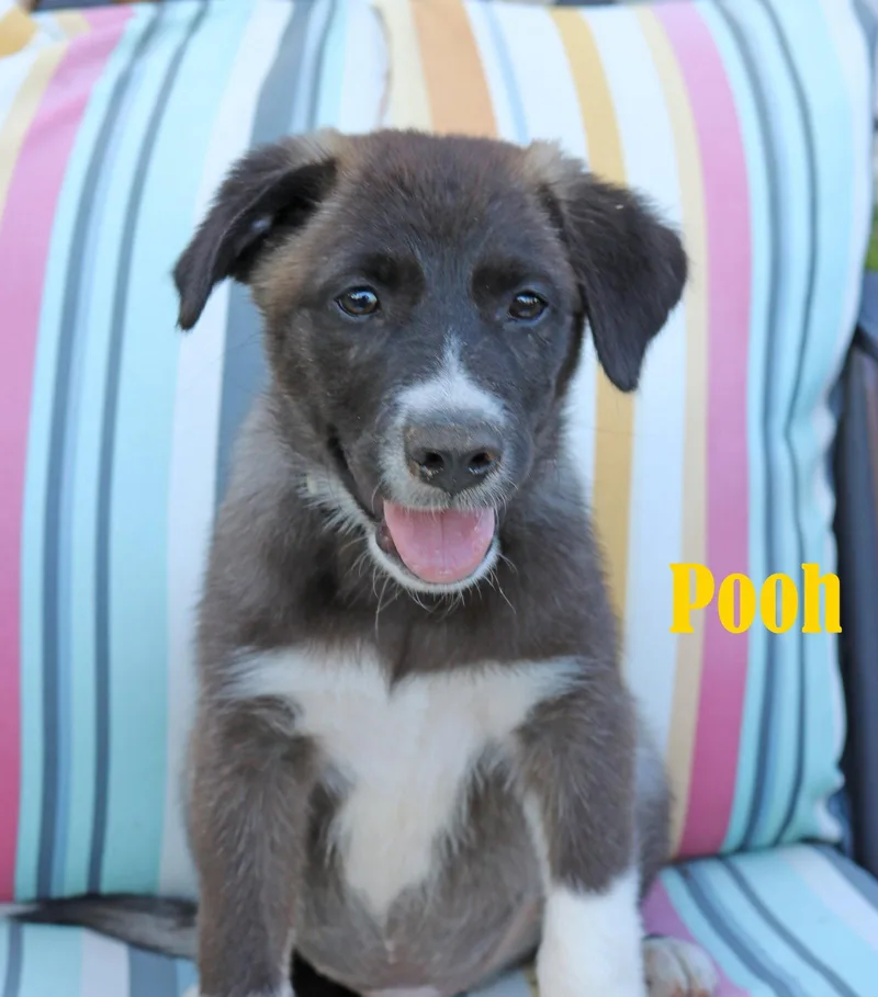 A baby medium-sized male Labrador Retriever dog named Pooh AcreWood for adoption in Wakefield, RI