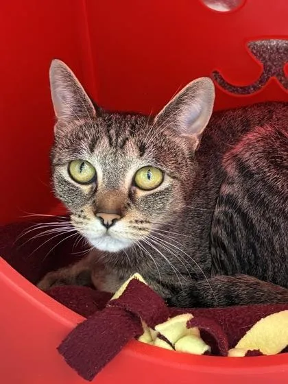 An adult small-sized female Domestic Short Hair cat named Stapes for adoption in Mason, MI