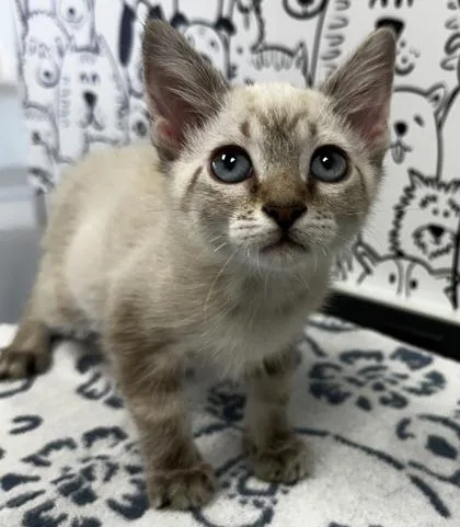 A young small-sized male Siamese cat named B Chicken for adoption in North Charleston, SC