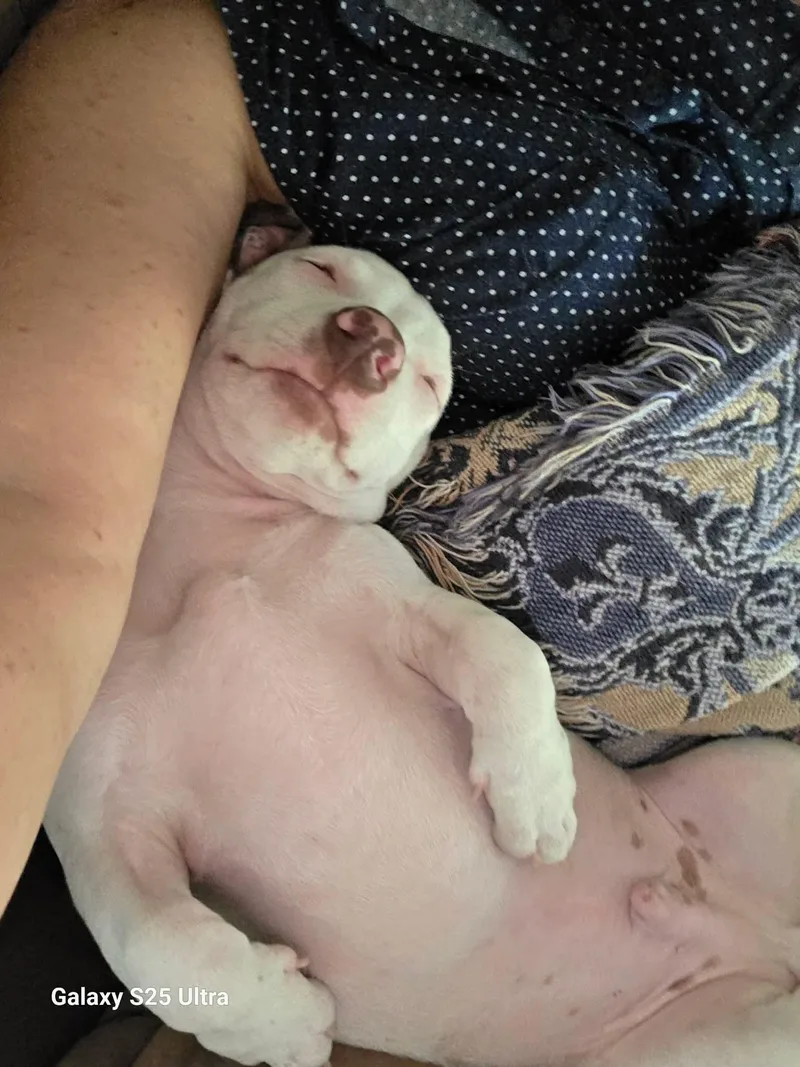 A baby medium-sized male American Staffordshire Terrier dog named Coconut for adoption in Mooresville, NC