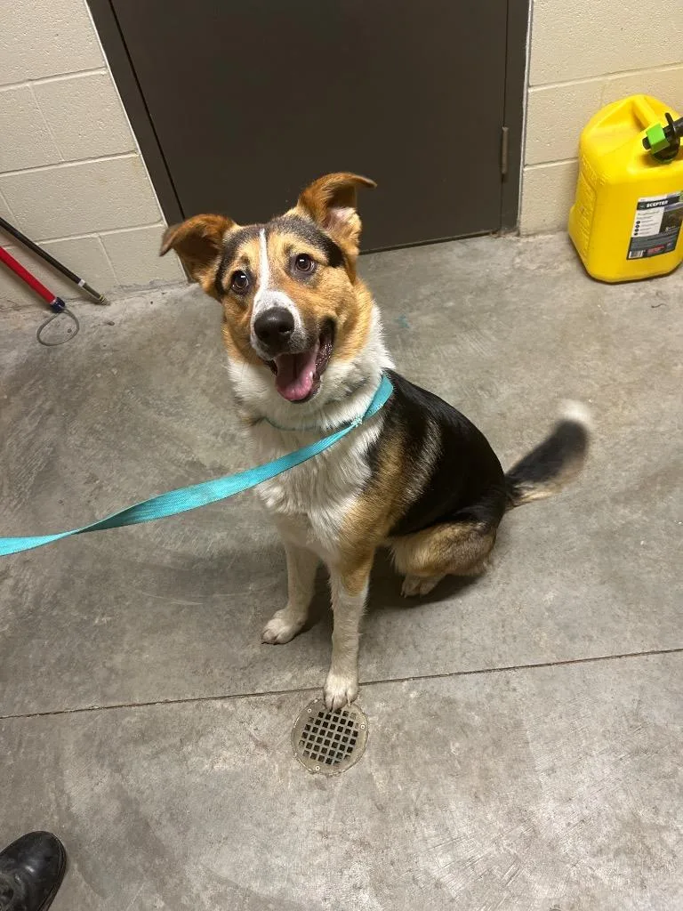 A young medium-sized male Shepherd dog named Mug for adoption in Shelbyville, TN