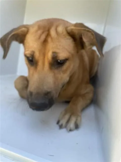 A young large-sized female Labrador Retriever dog named A for adoption in Houston, TX