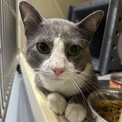 An adult medium-sized male Gray & White Domestic Short Hair cat named Smoke for adoption in Converse, TX