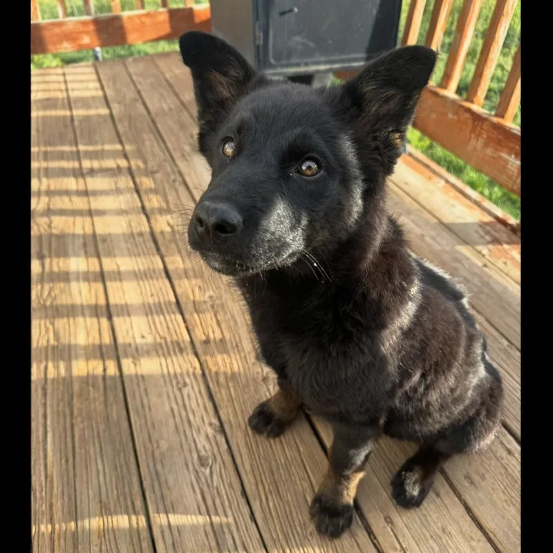 A baby large-sized female Black Mixed Breed dog named Justice for adoption in Park City, UT